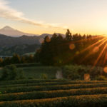 GettyImages 1215506236