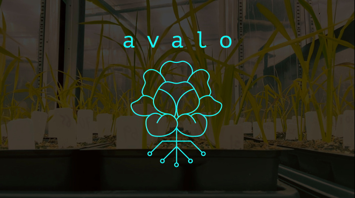 avalo plants