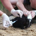 skunks and other animals at a Florida zoo 4 616af6b54d47022a90572f30 o U v2