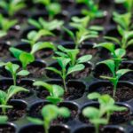 GettyImages 1142955692