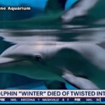 Winter the Dolphin died from intestinal torsion, vets say 2 6191279e7cfab42a9c311da2 o U v2