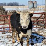 57c534eb49f3202cbb3b543a94e05157