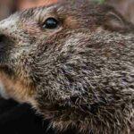 Groundhog Day 2023: When It Is and How the Tradition Began