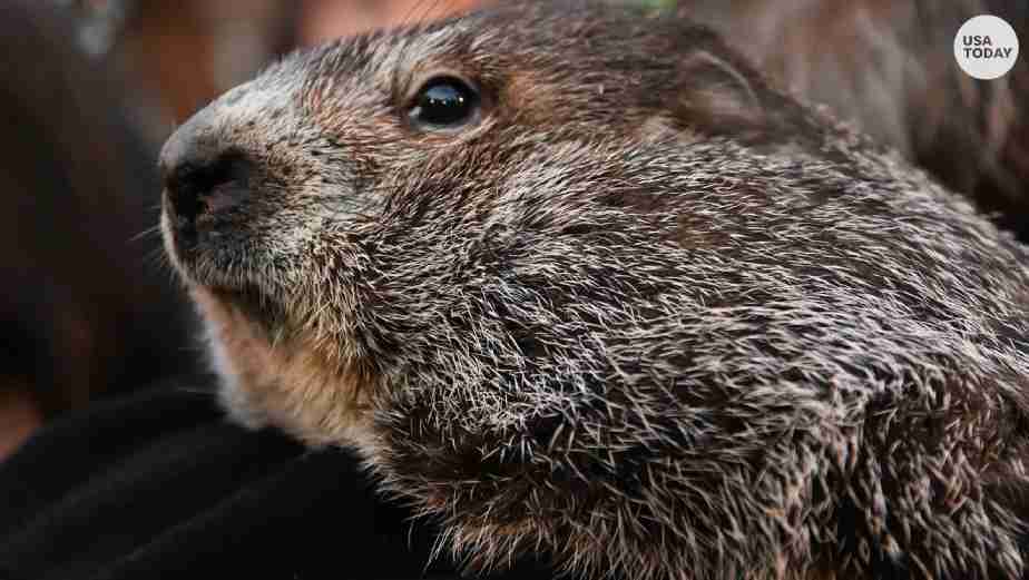 Groundhog Day 2023: When It Is and How the Tradition Began